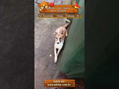 Vídeo de animal sem nome, para adoção 