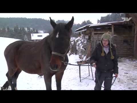 Konská pedikúra - kováč František