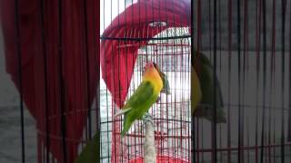 Download lagu Lovebird ngekek panjang ('syibidu') mp3
