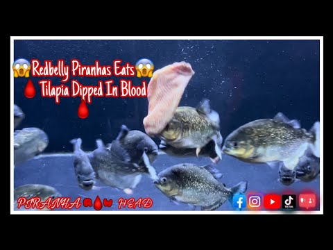 Redbelly Piranhas Eats Tilapia Dipped In Blood