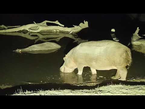 Djuma: Two Hippos arriving - 23:09 - 09/27/19