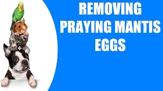 REMOVING PRAYING MANTIS EGGS