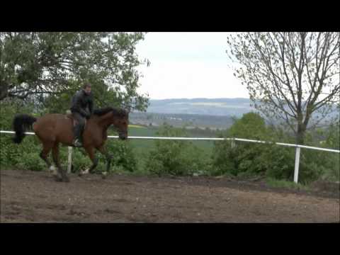 Zwei Stuten und ein Hengst von Cartani