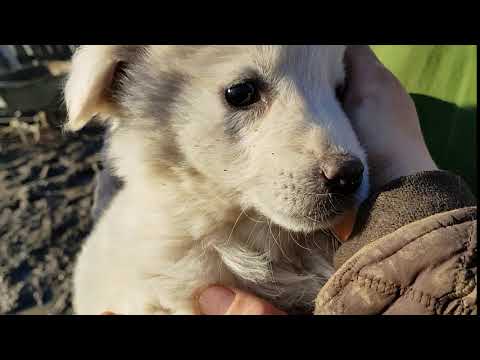 Sorina 1 - Salvate-canes.de