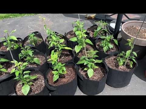 2021 Pepper Grow Topping and planting outside
