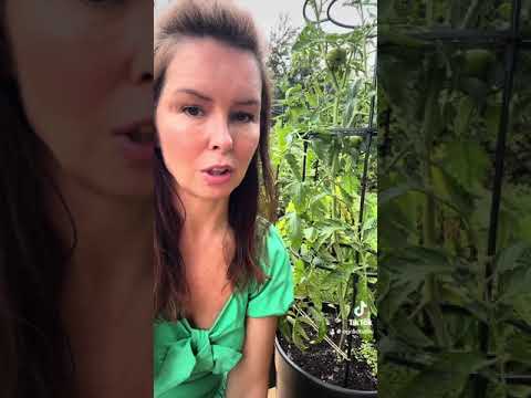 Pomidory w czerwcu jak o nie dbam 🌞🍅🌞