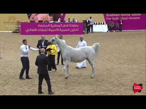 N.254 MAKHIDA - 2019 Qatar Individuals - Mares 11 Years Old and Over (Class 9) .mp4