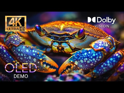 UNDERWATER PARADISE in 4K HDR Dolby Vision | 60FPS Video (4K/8K TV)