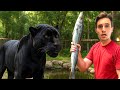 FEEDING My JAGUAR A WHOLE FISH He Went CRAZY