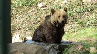 preview picture of video 'Alternativer Wolf und Bärenpark Schwarzwald: Kaja badet'