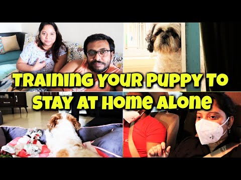 How To Train Your Dog To Stay Alone | Training Your Puppy To Stay At Home Alone| Shih Tzu Home Alone Video