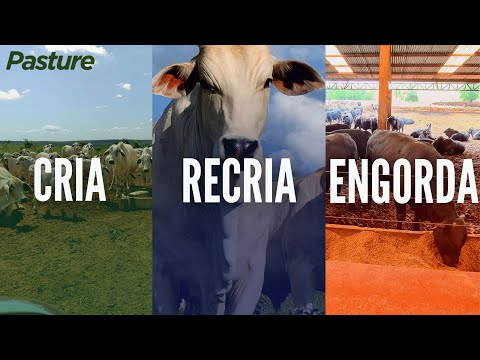 , title : 'CRIA X RECRIA X ENGORDA| Qual dá mais DINHEIRO?'