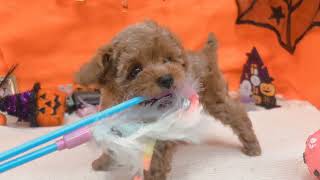 トイプードルの動画01