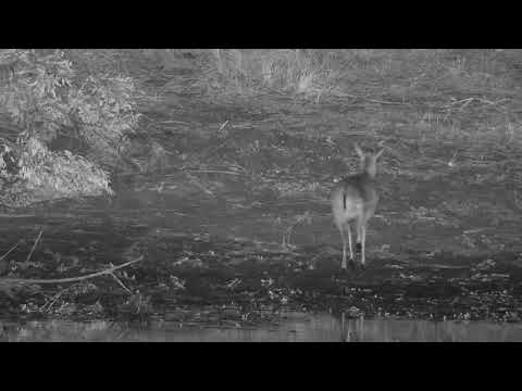 Djuma: Grey Duiker gets a quick drink - 18:46 - 06/08/21