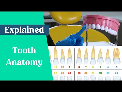 Dental Terminology - Tooth Naming & Numbering Explained