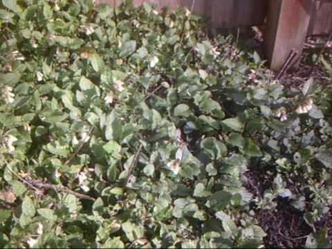 Dwarf Comfrey and Bees