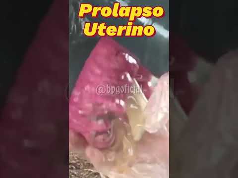 , title : 'Prolapso Uterino #Buenaspracticasganaderas'
