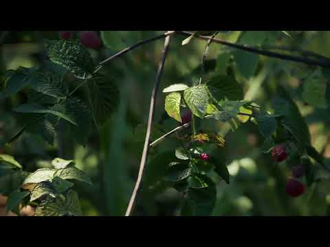 Photo Realistic Forest through all 4 seasons in UE5