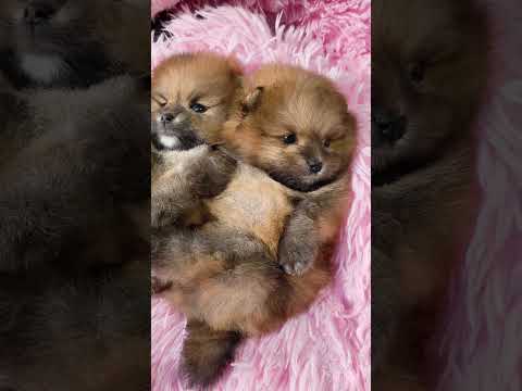 Elyse Royal Video 3 (Gal_video-position_3)