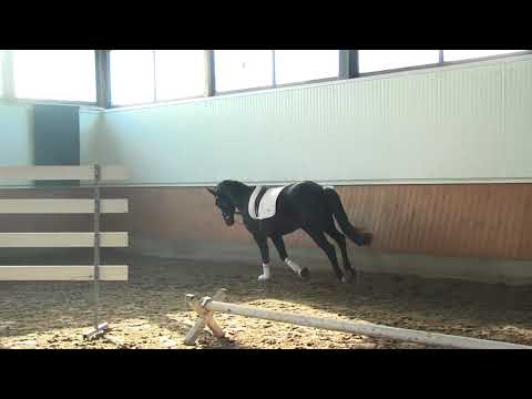 Fürst Piccolo - Feb 2018