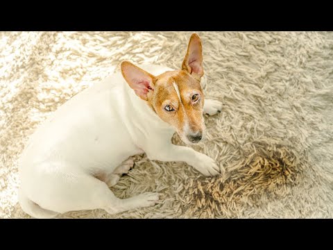 How To Stop A Dog From Peeing On Carpet