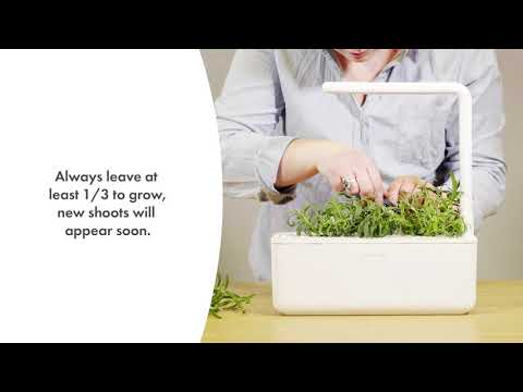 Click and Grow 3 vnt. papildymas - rozmarinų sėklos video