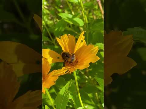 Yellow Bee 🐝 🌼🇸🇪🌼 🌱 #beautiful #nature #flowers #bee #lovemusic yellow flowers 😍