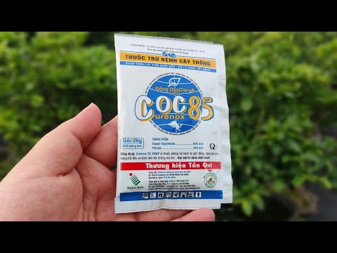 Nấm hồng trên cây mai vàng, chăm sóc mai vàng 0902074660