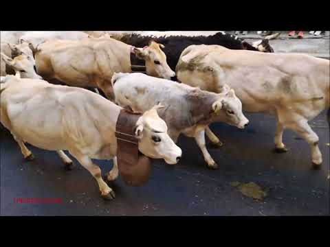 SFILATA DELLE TRANSUMANZE A DEMONTE (CN) PER LA FIERA DI S. LUCA.  12 - 10 - 2025.