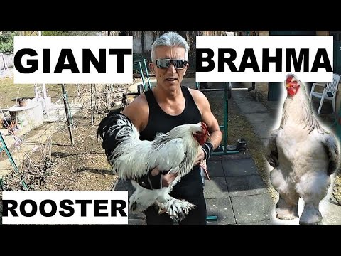 , title : 'Óriás BRAHMA - GIANT Chicken Farm'