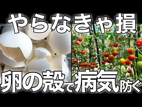トマトの黒いお尻と自然に戦うにはどうすればよいですか？  庭園