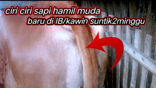 Download lagu ciri ciri sapi hamil muda baru di IB 2minggu mp3