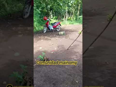 aldea mainomy, bonpland misiones,.