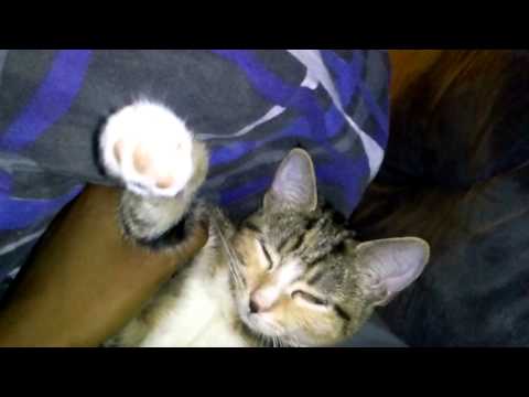 Amon's cat can dance!!