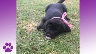 Clumsy Puppies | Dog Compilation