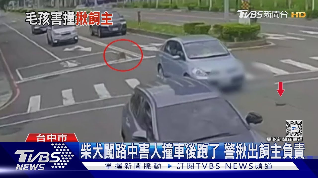 騎車遛狗沒繫繩! 柴柴橫越馬路害人撞車肇逃