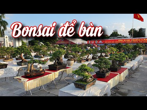 SH.6435. Surprised by the beautiful bonsai trees at the Bac Ninh exhibition