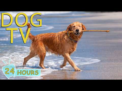 DOG TV: Ultimate Relax & Anti-Anxiety Video for Dogs to Watch When Home Alone - Happy Music for Dogs