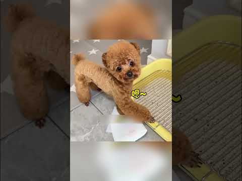 **“इतना समझदार कुत्ता 🐶 कि इंसानों को भी सिखा दे 😲🔥”**