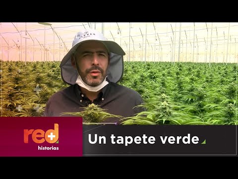 Red Más Historias | Un tapete verde, por red+