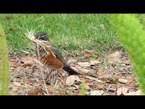 Robin gathering nest materials