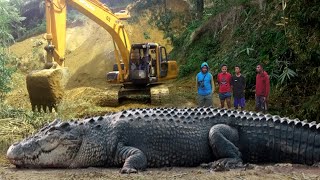Download lagu 6 of the Largest Crocodiles Ever Captured in Indonesia mp3