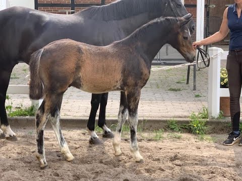 Ponyfohlen.Online-Auktion! DR HF v. Szenario - Strahlemann