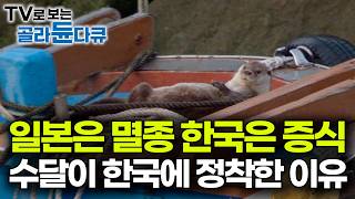 멸치 한 양동이 순식간에 비우고 사라진다. 작은 어촌 마을에 찾아온 멸치 서리꾼｜비진도 주민들과 멸치 나눠 먹으며 공존하는 야생 수달의 정체｜하나뿐인 지구｜#골라듄다큐