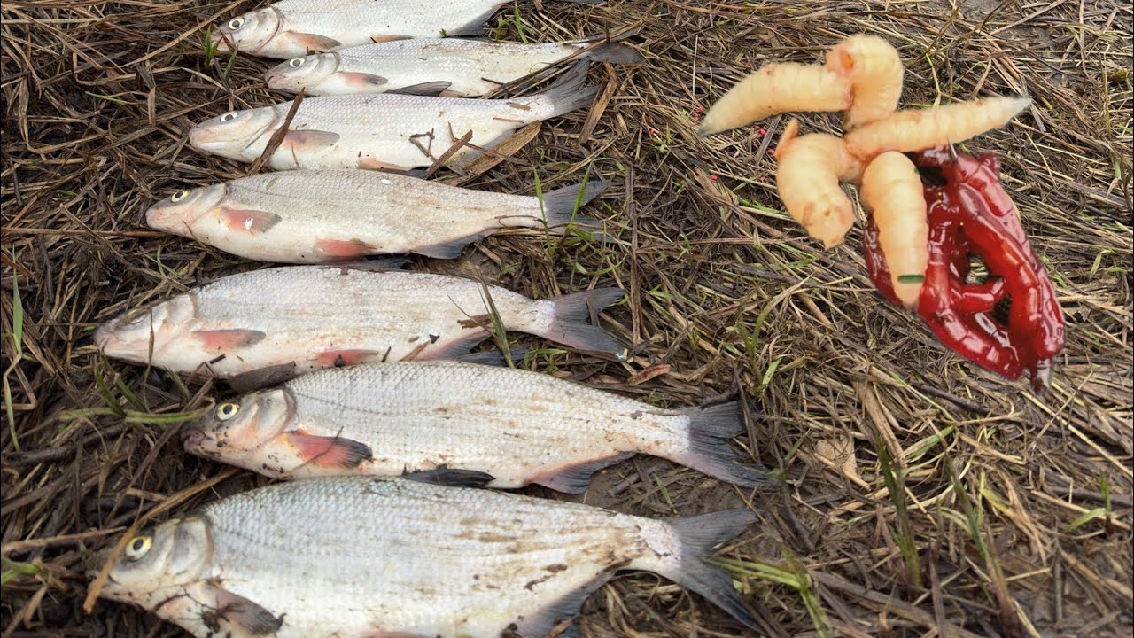 Vīmbas Lielupē ir klāt! Neticami lomi šajā copes reizē!