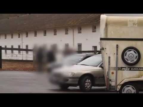 43 Pferde in Wildeshausen beschlagnahmt