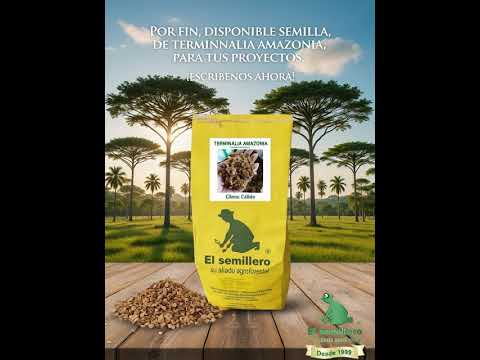 Limited Macano (Terminalia amazonia) Seeds Now Available