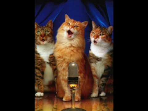 miauband - if i'll forgete jerusalem (Ben Snuf)