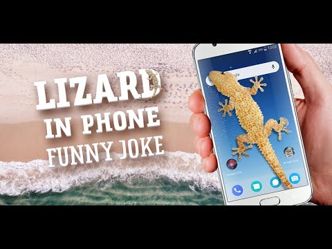 Lizard in phone funny joke Video