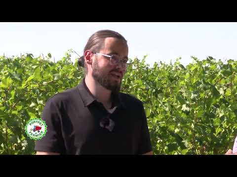 Portret de Fermier - Crama Strunga, Ovidiu Ghinea 08 10 2023